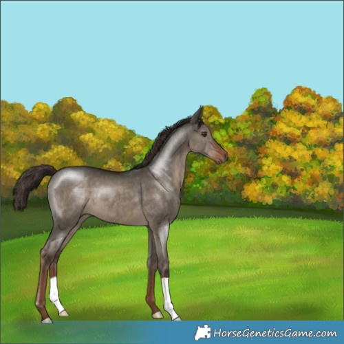 Horse Color:Liver Red Dun 