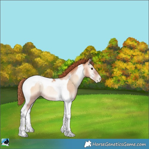 Horse Color:Classic Champagne Pearl Onyx Tobiano Rabicano 
