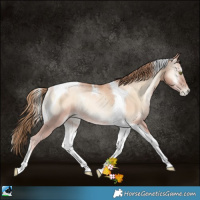 Horse Color:Gold Champagne Pearl Onyx Tobiano Rabicano 