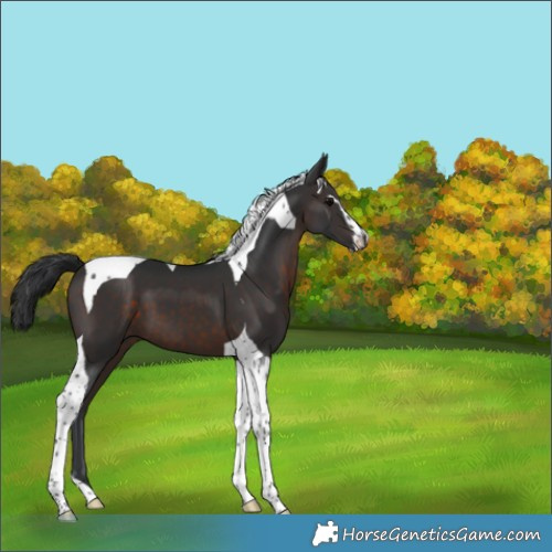 Horse Color:Brown Sabino Tobiano 