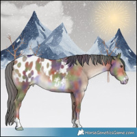 Horse Color:Nacre Liver Red Dun Appaloosa 
