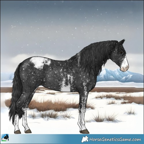 Horse Color:Black Ice Sabino Appaloosa Rabicano 