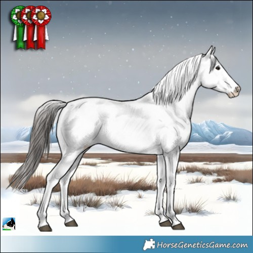 Horse Color:Black Sabino Appaloosa 