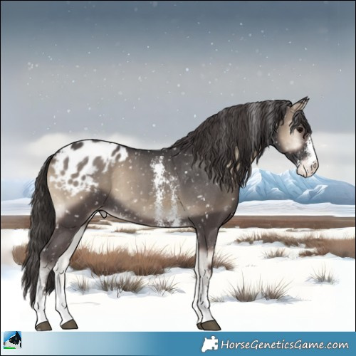 Horse Color:Smoky Blue Onyx Sabino Appaloosa Rabicano 