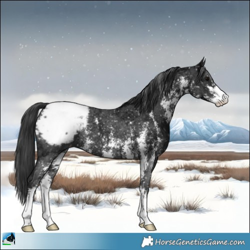 Horse Color:Black Ice Sabino Appaloosa Rabicano 