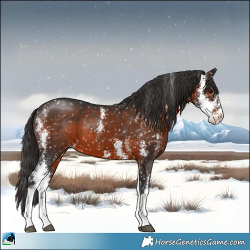 Horse Color:Brown Sabino Appaloosa 