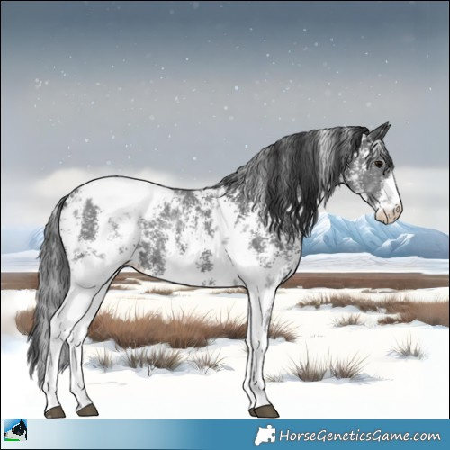 Horse Color:Black Sabino Snowcap 