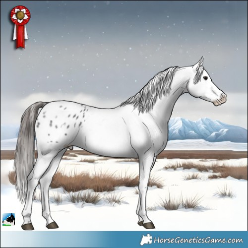 Horse Color:Black Ice Sabino Appaloosa 