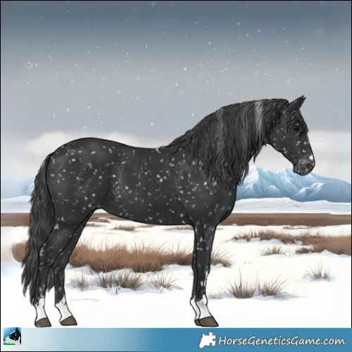 Horse Color:Black Snowflake Varnish