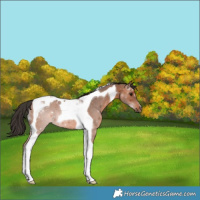 Horse Color:Bay Tobiano 