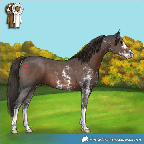 Horse Color:Liver Chestnut Sabino 