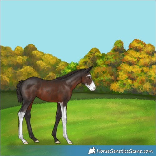 Horse Color:Liver Chestnut Sabino 