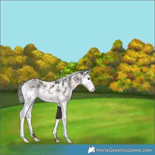Horse Color:Liver Chestnut Mushroom Sabino 