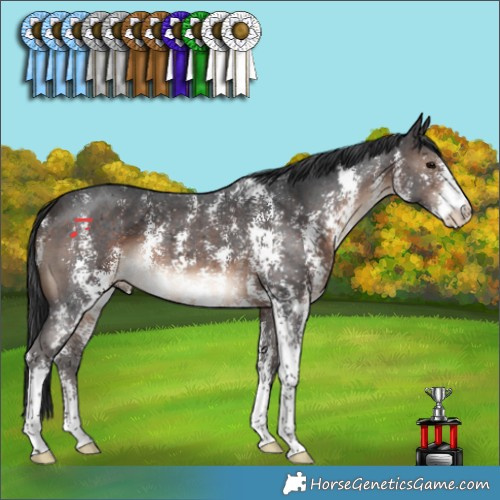 Horse Color:Brown Sabino 
