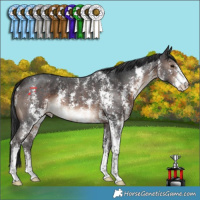 Horse Color:Brown Sabino 