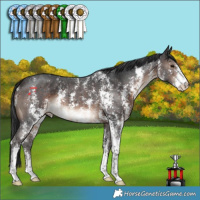 Horse Color:Brown Sabino