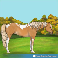 Horse Color:Palomino Tobiano Rabicano 