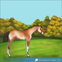 Horse Color:Bay Onyx 