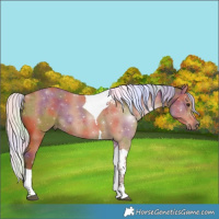 Horse Color:Nacre Silver Bay Tobiano 