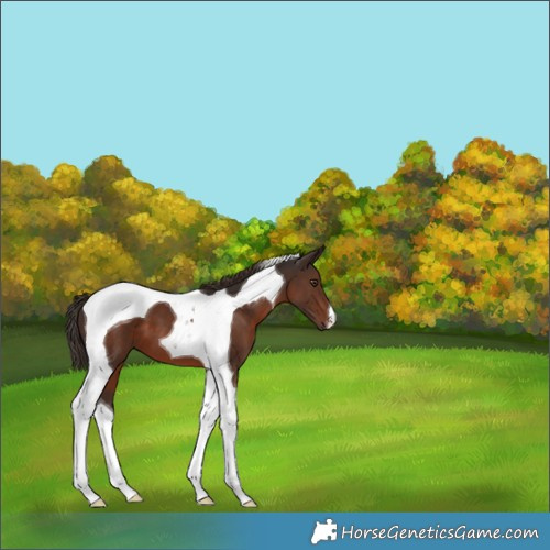 Horse Color:Liver Chestnut Tobiano 