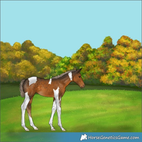 Horse Color:Chocolate Palomino Tobiano 