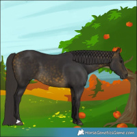 Horse Color:Buckskin 