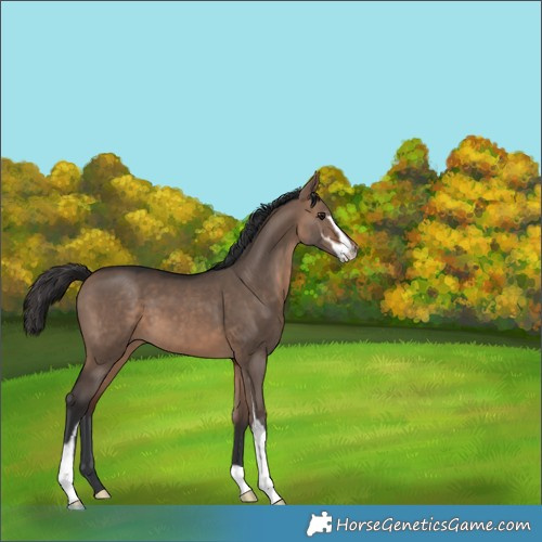 Horse Color:Brown Dun Sabino 
