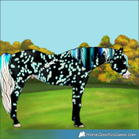 Horse Color:Palomino Appaloosa