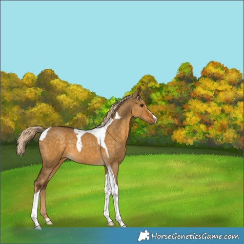 Horse Color:Chocolate Palomino Dun Sabino Tobiano 