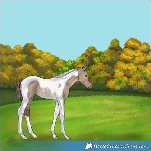 Horse Color:Liver Red Dun Tobiano 