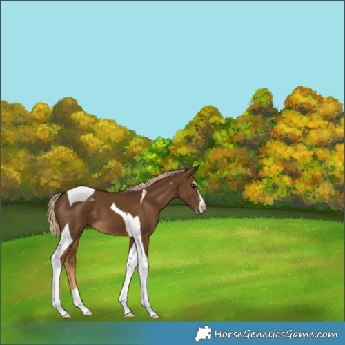 Horse Color:Chocolate Palomino Sabino Tobiano 