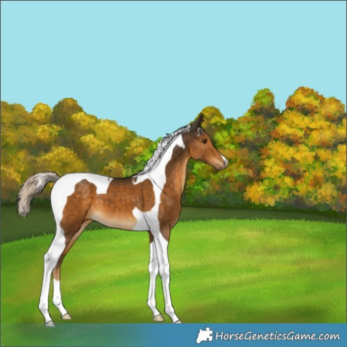 Horse Color:Chocolate Palomino Tobiano 