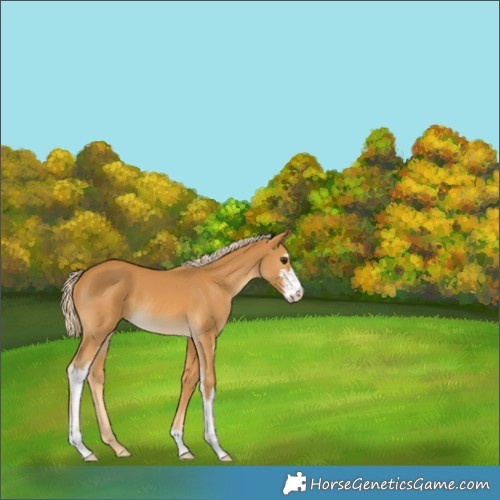 Horse Color:Palomino Sabino 