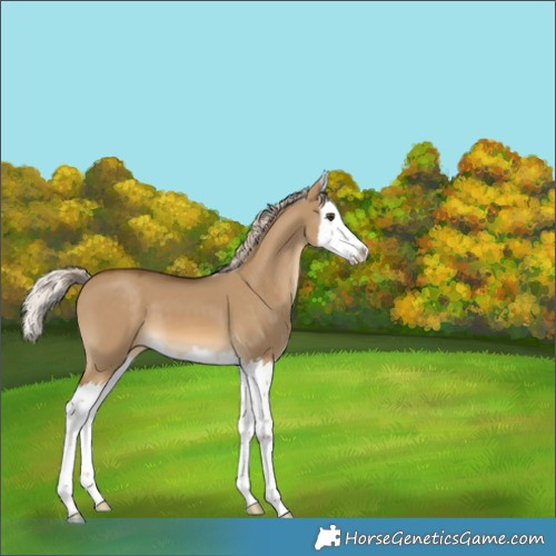 Horse Color:Chocolate Palomino Dun Sabino Splash 