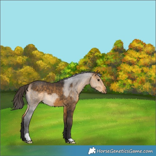 Horse Color:Buckskin