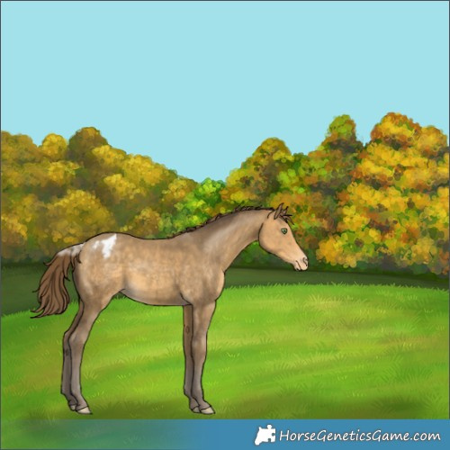 Horse Color:Sable Cream Champagne Appaloosa 