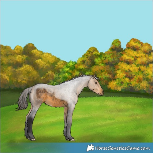 Horse Color:Buckskin 