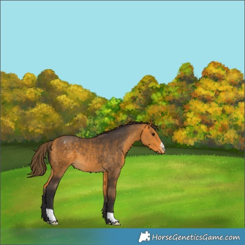 Horse Color:Buckskin Appaloosa 
