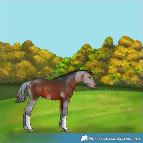 Horse Color:Brown 