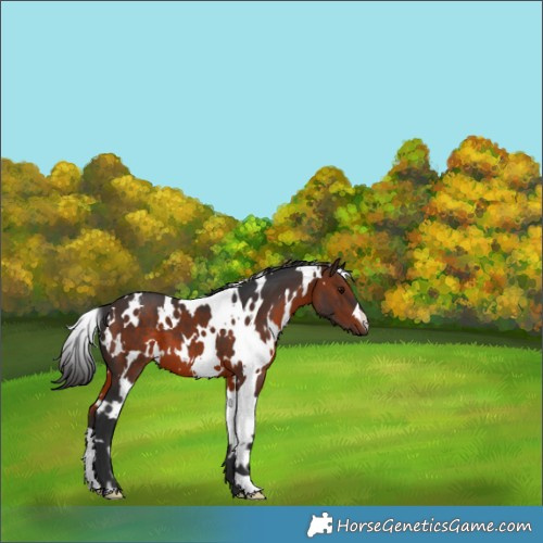 Horse Color:White Spotted Brown 