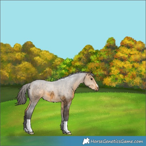 Horse Color:Buckskin 