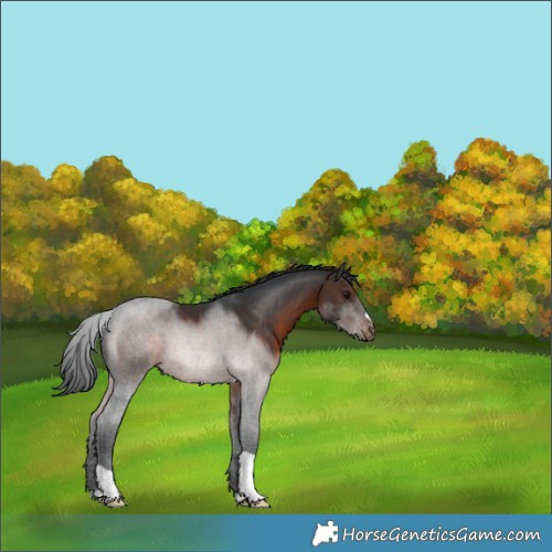 Horse Color:Brown Appaloosa 