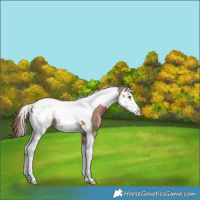 Horse Color:Nacre Bay Splash Tobiano Appaloosa