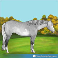 Horse Color:Silver Bay Chinchilla Dun 