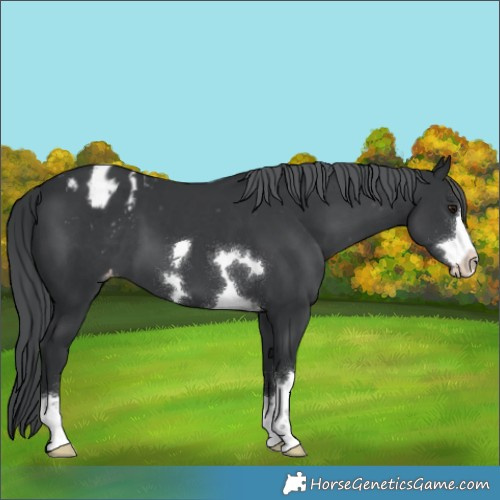 Horse Color:Black Chinchilla Appaloosa 