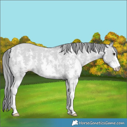 Horse Color:Grullo Chinchilla Sabino Appaloosa