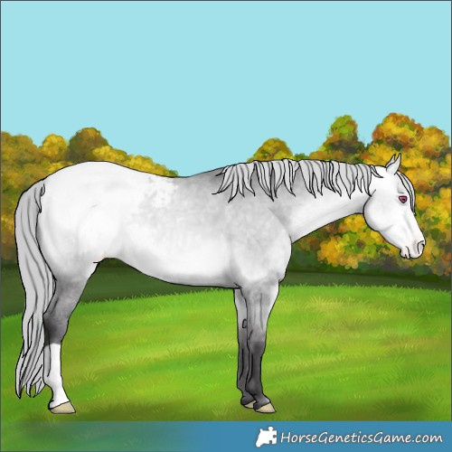 Horse Color:Buckskin Chinchilla Appaloosa