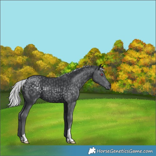 Horse Color:Silver Black Chinchilla 