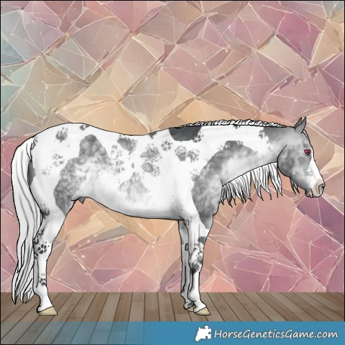Horse Color:Silver Brown Chinchilla Tobiano 