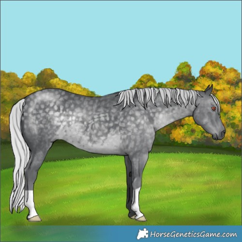 Horse Color:Silver Black Chinchilla 